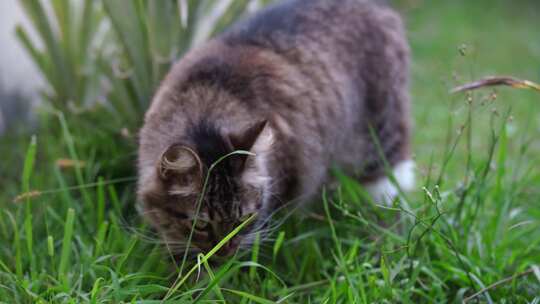 草地上的猫特写视频