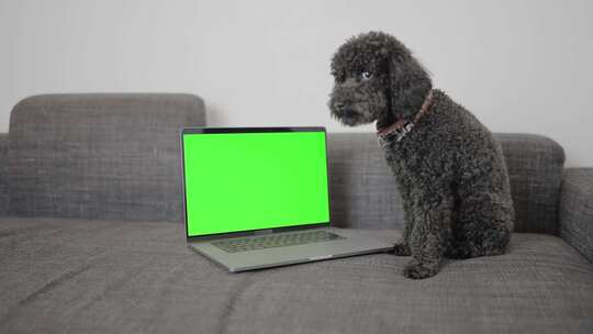 看笔记本电脑的狗狗