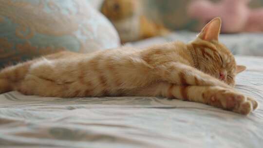 沙发上睡觉的猫慵懒生活惬意眯眼睛伸懒腰