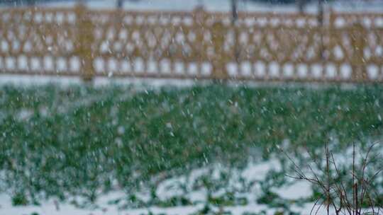 农村雪地里地小麦