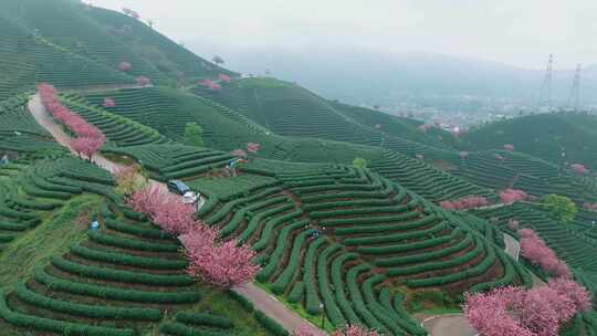 杭州富阳茶山晚樱航拍6