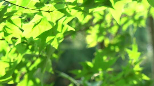 夏天阳光树叶-夏天自然空镜