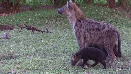肯尼亚马赛马拉草地上，鬣狗妈妈正在为她的