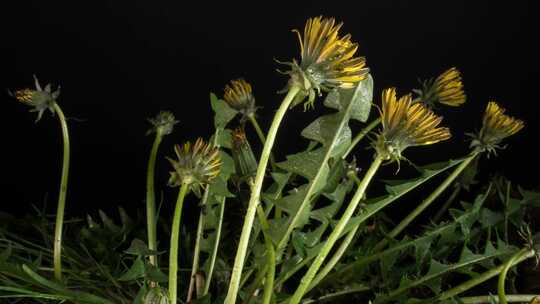 春天万物生长开花延时百花齐放