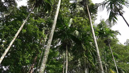 中科院西双版纳植物园茂密的棕榈树热带树林