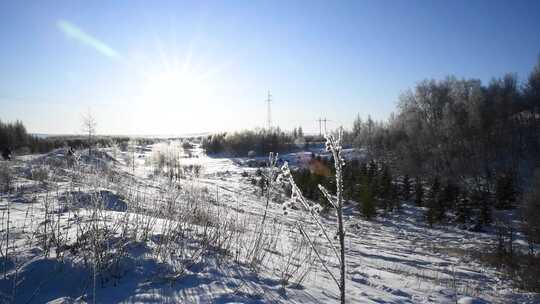 冬天雪地逆光下的挂冰霜植物