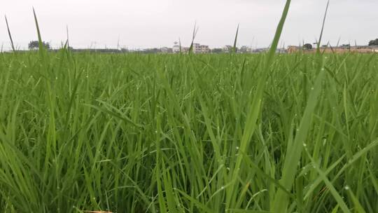 水稻种植平移镜头