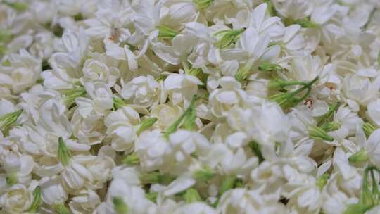 唯美茉莉花与茉莉花茶制作福州茉莉花种植园