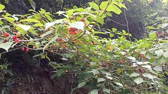 美丽蝴蝶欣赏山间野果