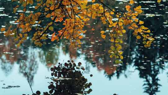 金黄色的叶子倒映在湖面延时