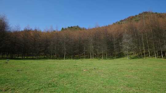 湖北恩施大山顶林区原始森林唯美风景