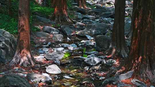 春天阳光下的小溪流石头苔藓与树影