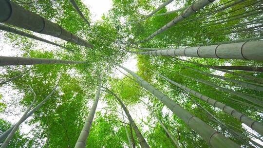 美丽的生态竹海竹林竹子参天竹林