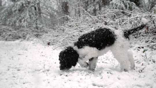 小狗，狗，下雪，雪