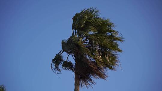 大风吹棕榄树