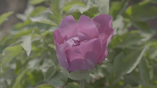 牡丹花种植LOG视频素材