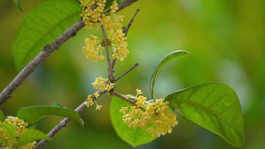 八月桂花