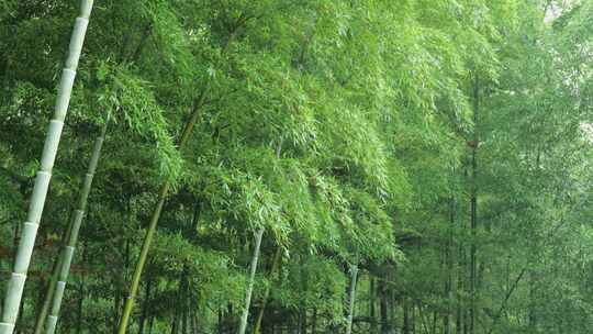 下雨天竹林景观特写，竹节挺拔竹叶繁茂