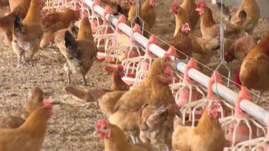 养鸡场 农业种植 大棚视频素材模板下载