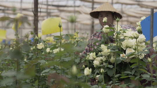 云南地拍种花基地内花农采摘鲜花中景