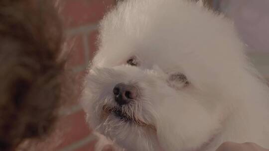 狗狗美容师给一只白狗理发