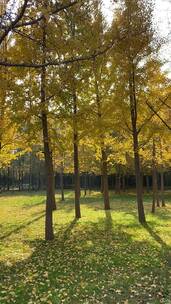 济南森林公园银杏树叶金黄，随风落叶