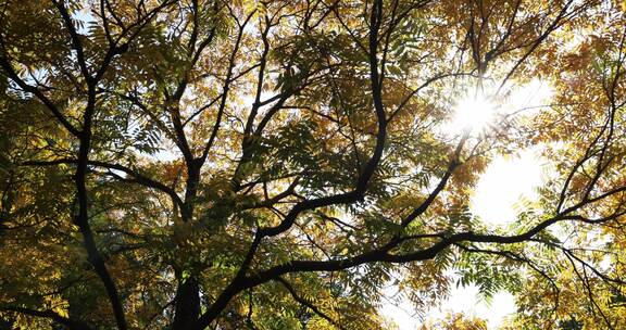 阳光穿透秋天的黄叶秋意浓