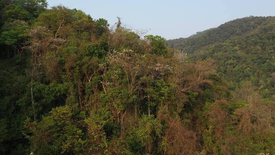 云南西双版纳热带雨林航拍