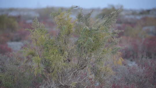 新疆沙漠植被