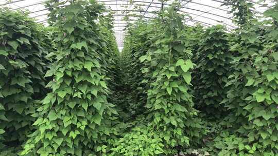 东北黑土地庄家生态农业豆角西红柿绿色食品