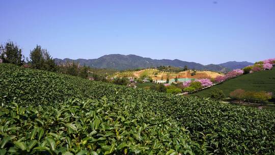 茶园樱花树 樱花美景 唯美樱花茶园