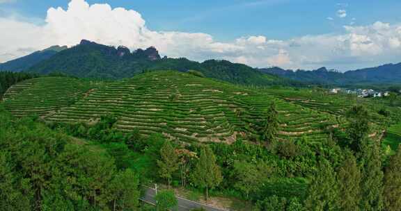 福建武夷山国家公园岩茶核心产区0384