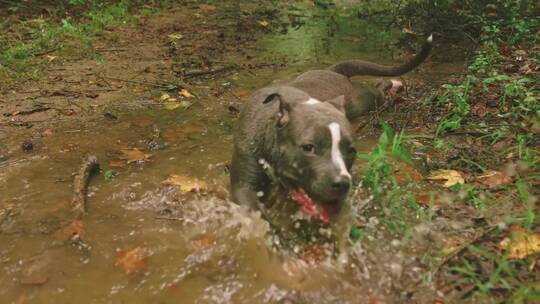 一只狗在小溪里