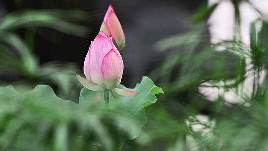 池塘荷花盛开