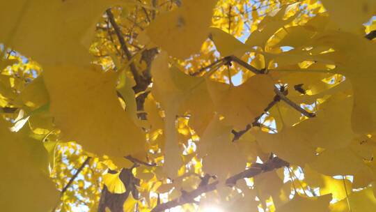秋天里金黄唯美的黄色阳光银杏树树叶