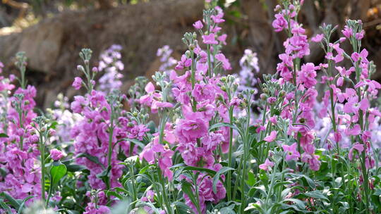 紫罗兰花柱花卉花朵植物绿化园林景观花草03