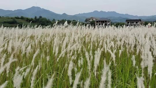 美丽的芦苇丝茅草