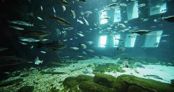 大鱼和黄貂鱼在水族馆里游泳