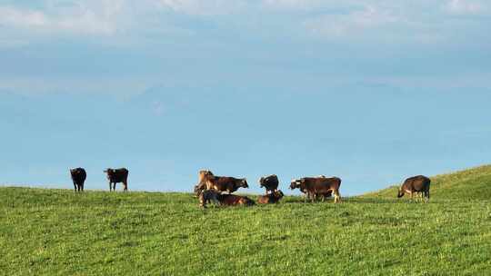 新疆伊犁州特克斯县阿克塔斯草原上散养的牛