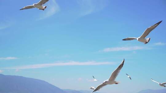 蓝天白云成群结队飞翔的海鸥