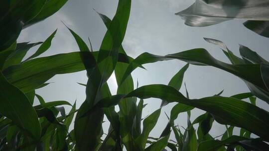 现代化农业玉米田东北绿色黄金玉米带玉米苗视频素材模板下载