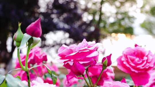 公园里唯美的玫瑰花