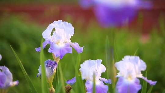 花园里的花花