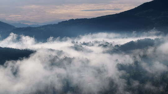 清晨水墨画般云雾缭绕的森林