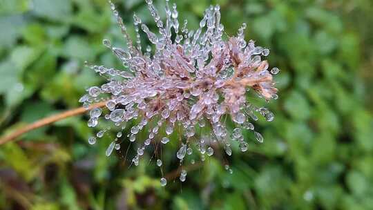 草花上的水珠露水虚化背景