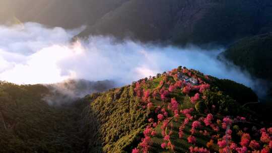 合集大理无量山樱花谷包含航拍和地面拍摄