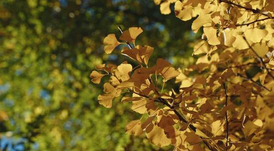 秋天落叶银杏金黄阳光飘落树叶枫叶红叶黄叶