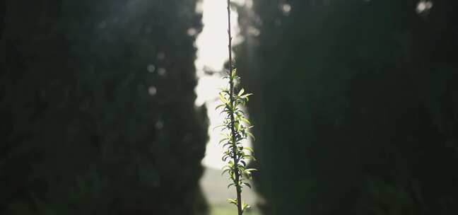 附着在风中吹的绿色植物上的网