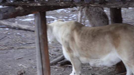 【镜头合集】动物园里的母狮子白狮子散步