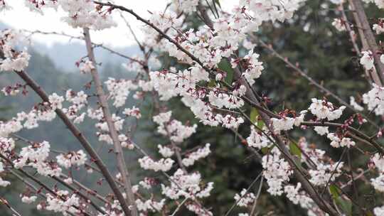 春天阳光下的樱花花朵